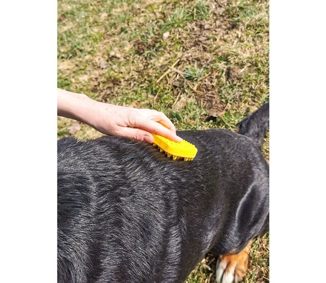 Brosse pour grands chiens à poils courts - PETME Brosse pour grands chiens à poils courts - PETME