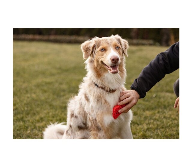 Brosse pour chiens à poils longs - PETME Brosse pour chiens à poils longs - PETME