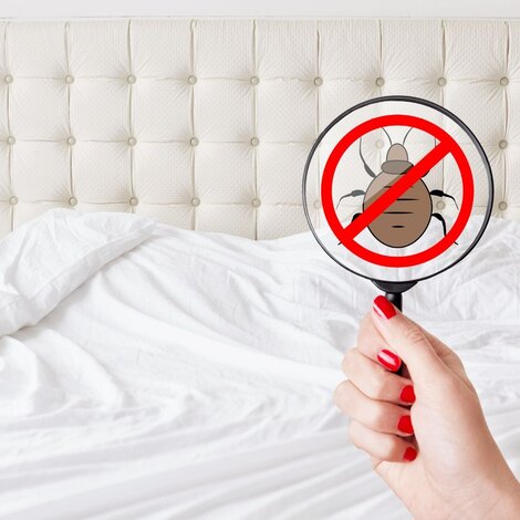 Comprendre, prévenir et éliminer les punaises de lit dans votre habitation ?