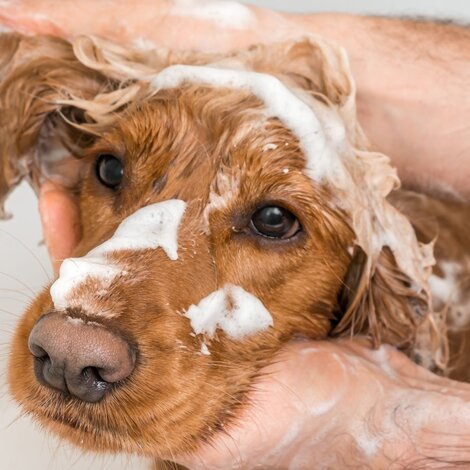 Quels types de shampoings utiliser pour le bien-être de mon chien ?