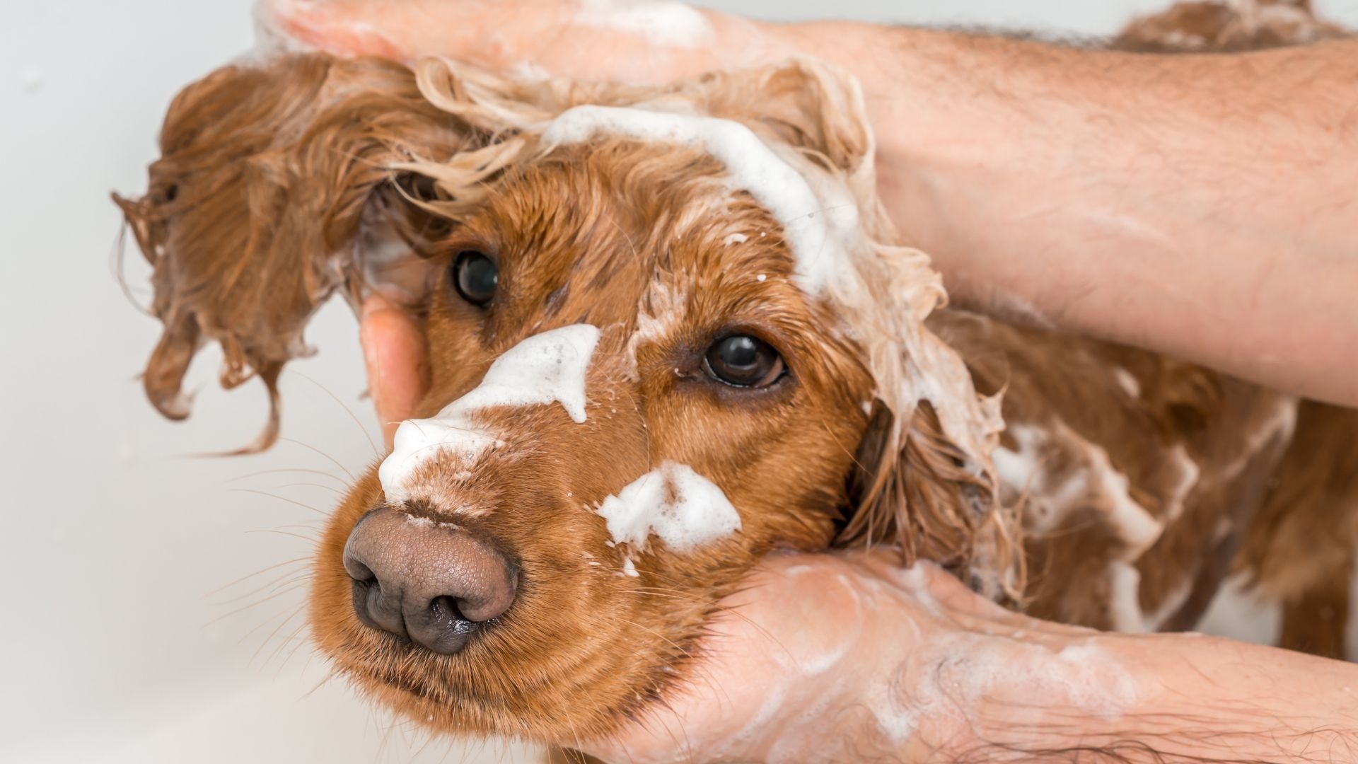 Baignoires pour le toilettage professionnel des chiens et des chats