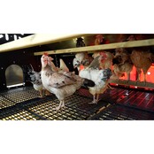 Mobile hen house 30 hens - Copele