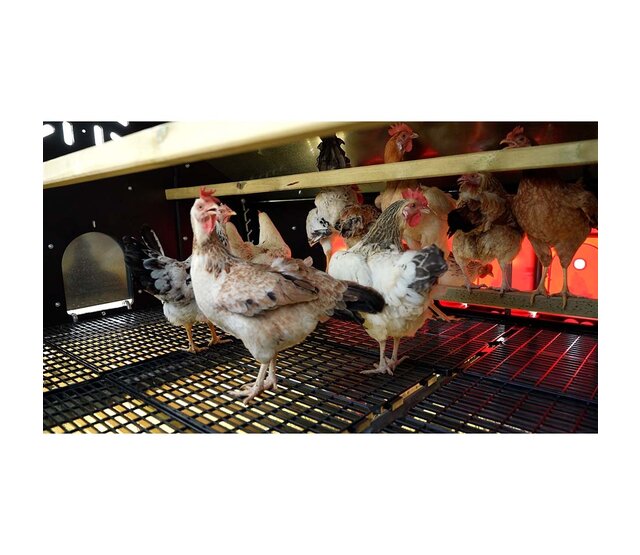 Mobile hen house 30 hens - Copele