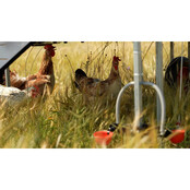 10 hens' hen house - Copele