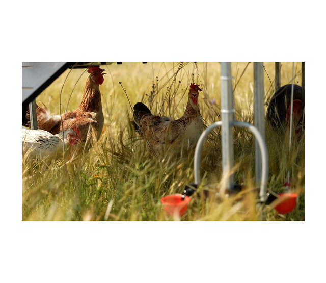 10 hens' hen house - Copele