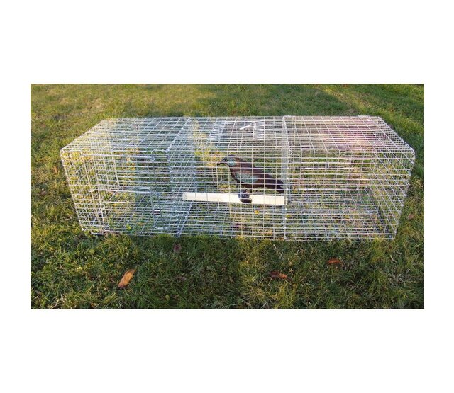 Piège à corbeaux BOXTRAP