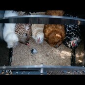 Recycled floor coop for 3 to 5 hens small model NESTERA Recycled floor coop for 3 to 5 hens small model NESTERA