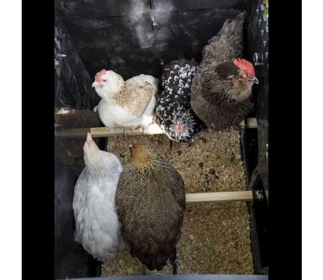 Recycled floor coop for 5 to 9 hens NESTERA medium model Recycled floor coop for 5 to 9 hens NESTERA medium model