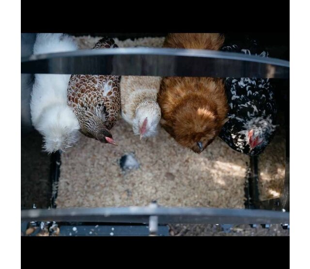 Poulailler recyclé surélevé pour 3 à 5 poules petit modèle NESTERA