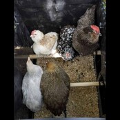 Poulailler recyclé surélevé pour 5 à 9 poules modèle moyen NESTERA