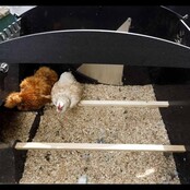 Raised recycled hen house for 8 to 15 hens NESTERA large model