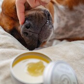 Baume truffe et coussinets pour chiens et chats 50 ml PURALIA Baume truffe et coussinets pour chiens et chats 50 ml PURALIA