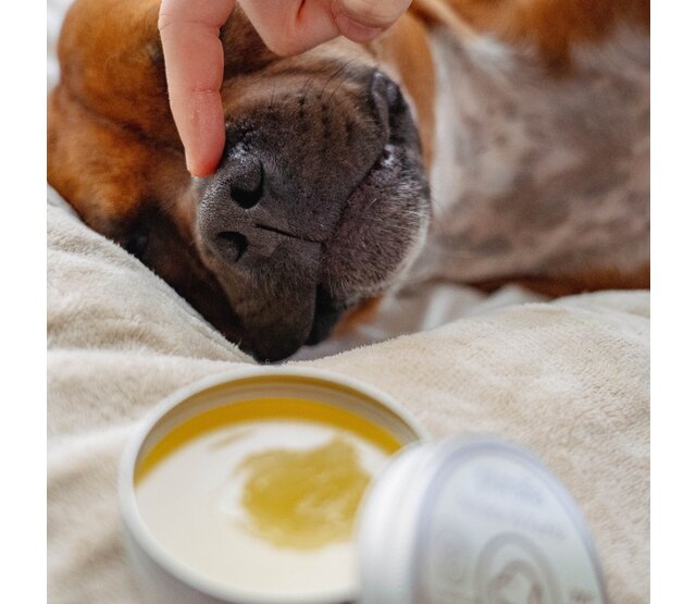 Truffle and Paw Balm for dogs and cats 50 ml PURALIA Truffle and Paw Balm for dogs and cats 50 ml PURALIA