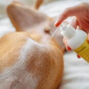 Reinigende en herstellende lotion voor honden en katten 150 ml PURALIA Reinigende en herstellende lotion voor honden en katten 150 ml PURALIA
