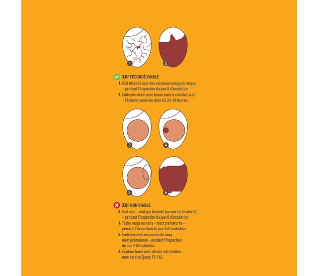 LED egg tester for all types of eggs CHICK'A