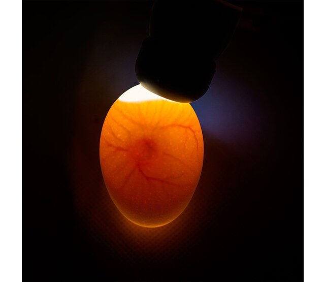 LED-eiertester voor alle soorten eieren CHICK'A