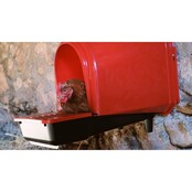 Plastic nest with compartments for eggs COPELE