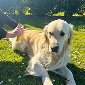 Cleansing and repair lotion for dogs and cats 150 ml PURALIA Cleansing and repair lotion for dogs and cats 150 ml PURALIA