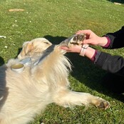 Truffle and Paw Balm for dogs and cats 50 ml PURALIA Truffle and Paw Balm for dogs and cats 50 ml PURALIA