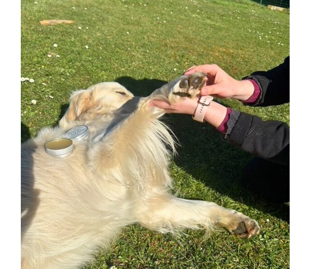 Truffle and Paw Balm for dogs and cats 50 ml PURALIA Truffle and Paw Balm for dogs and cats 50 ml PURALIA