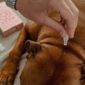 5 pipettes répulsives Spot-on  pour chiens et chats 1 ml PURALIA 5 pipettes répulsives Spot-on  pour chiens et chats 1 ml PURALIA
