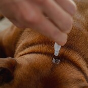 5 pipettes répulsives Spot-on  pour chiens et chats 1 ml PURALIA 5 pipettes répulsives Spot-on  pour chiens et chats 1 ml PURALIA
