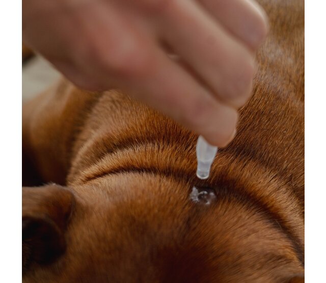 5 pipetten 1 ml spot-on repellent PURALIA 5 pipetten 1 ml spot-on repellent PURALIA