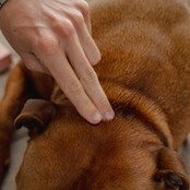 5 pipettes répulsives Spot-on  pour chiens et chats 1 ml PURALIA 5 pipettes répulsives Spot-on  pour chiens et chats 1 ml PURALIA