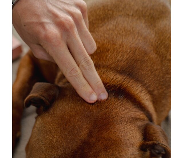 5 Spot-on repellent pipettes for dogs and cats 1 ml PURALIA 5 Spot-on repellent pipettes for dogs and cats 1 ml PURALIA