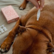 5 pipettes répulsives Spot-on  pour chiens et chats 1 ml PURALIA 5 pipettes répulsives Spot-on  pour chiens et chats 1 ml PURALIA