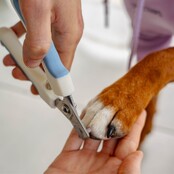 Coupe-griffes pour chiens et chats PURALIA Coupe-griffes pour chiens et chats PURALIA