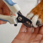 Coupe-griffes pour chiens et chats PURALIA Coupe-griffes pour chiens et chats PURALIA