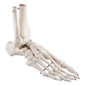 3B Voet / gedeelde tibia en fibula A31