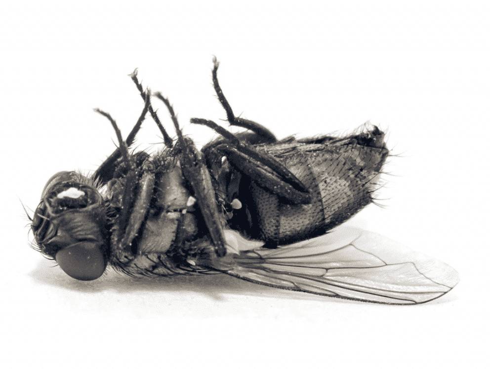 Ecobusters effektiver<br>Fliegenschutz<br>für Jedermann