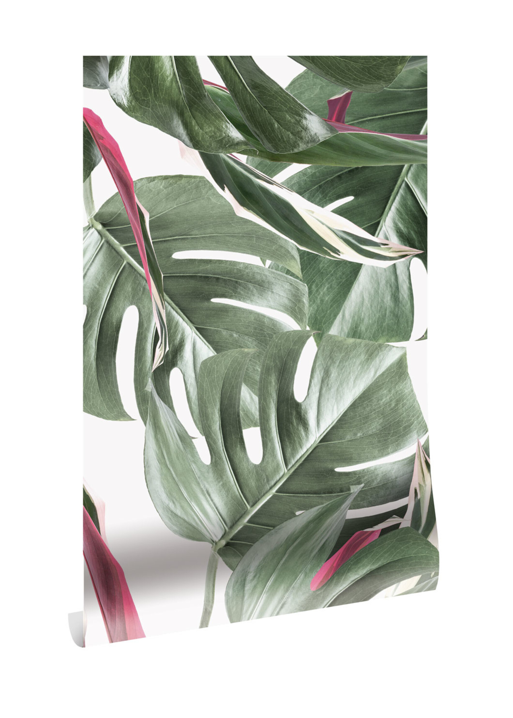 Bladeren behang Monstera, 97.4 x 280 cm