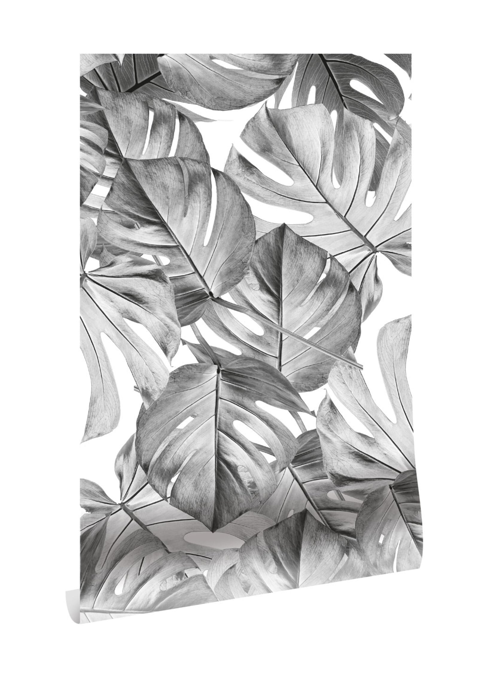 Bladeren behang Monstera, 97.4 x 280 cm
