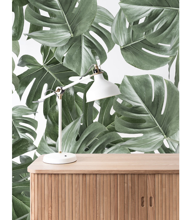 Bladeren behang Monstera, 97.4 x 280 cm