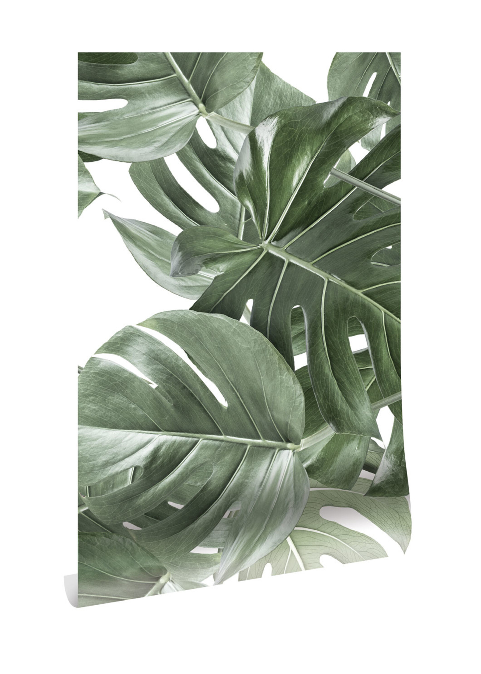 Bladeren behang Monstera, 97.4 x 280 cm