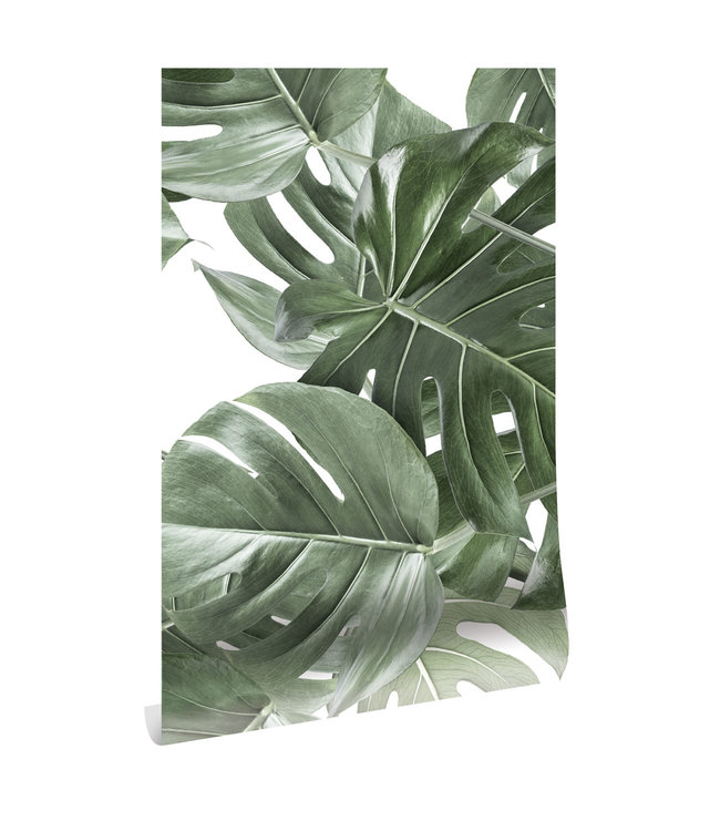 Botanical wallpaper Monstera, 97.4 x 280 cm