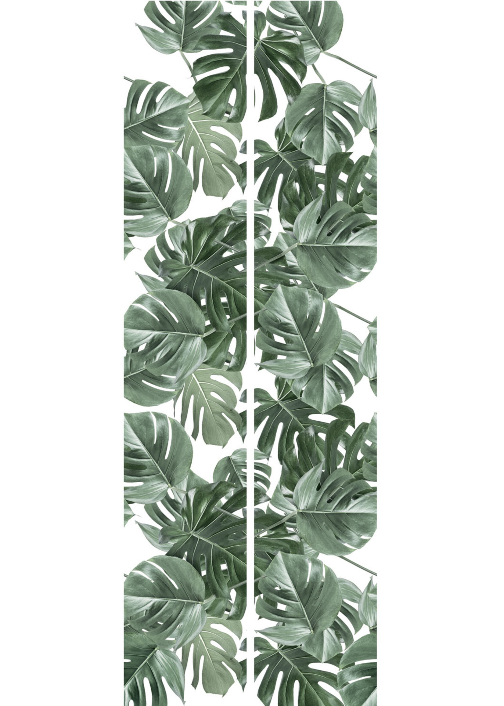 Bladeren behang Monstera, 97.4 x 280 cm