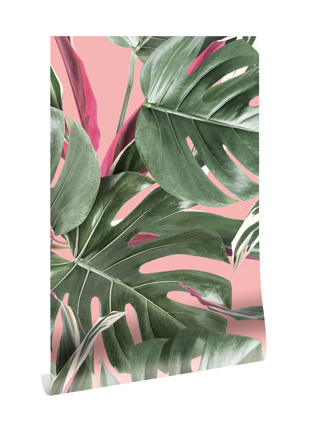 melano philodendron Philodendron melanochrysum – Carnivero