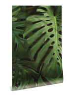 Bladeren behang Monstera