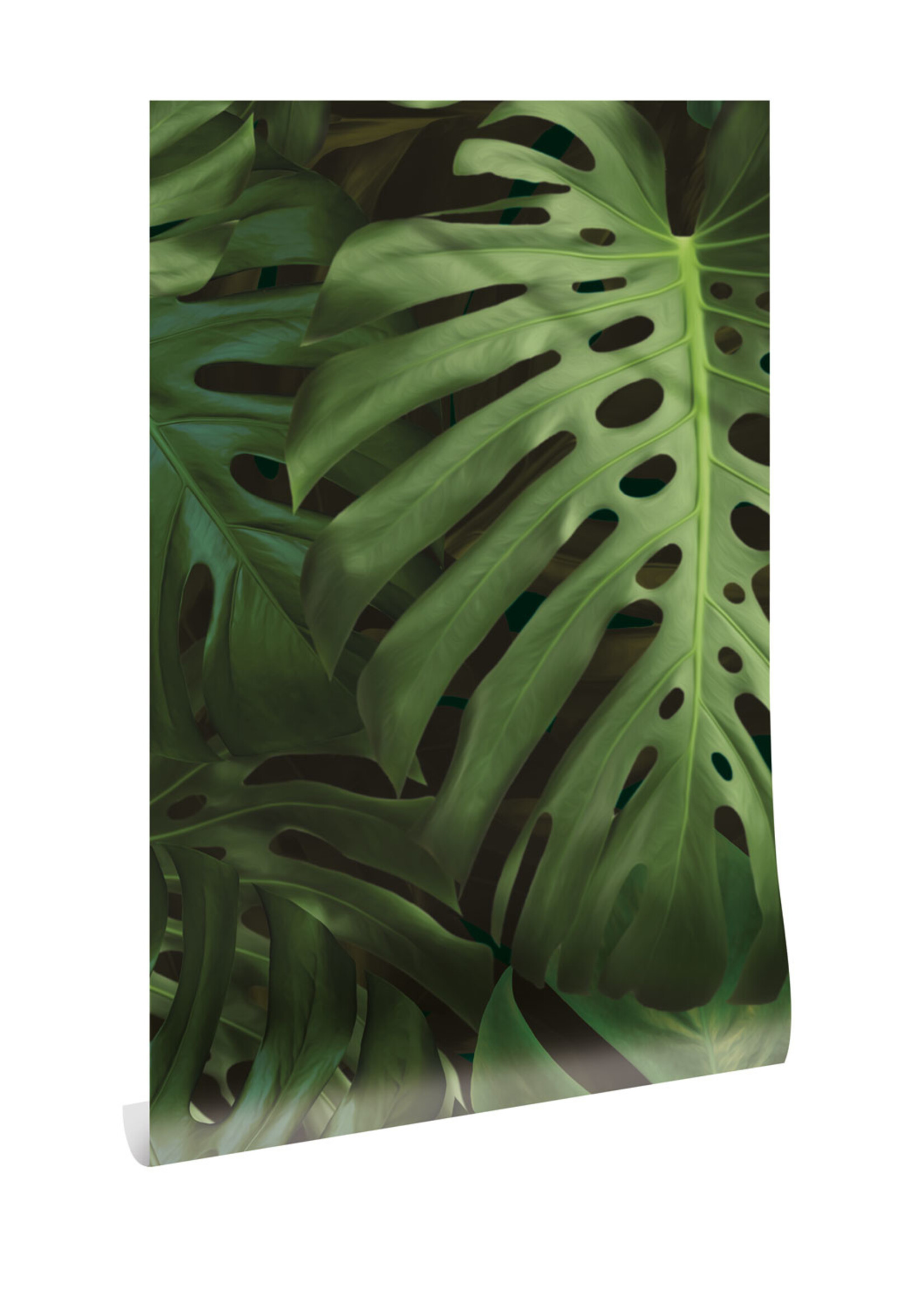 Bladeren behang Monstera, 97.4 x 280 cm