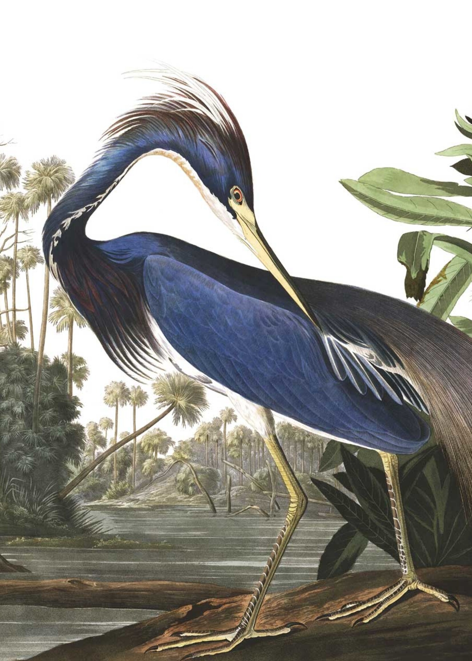 Tapetenpaneel Louisiana Heron, 142.5 x 180 cm