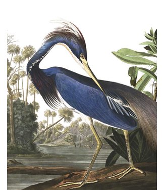 Tapetenpaneel Louisiana Heron, 142.5 x 180 cm