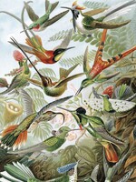 Behangpaneel Exotic Birds, 142.5 x 180 cm