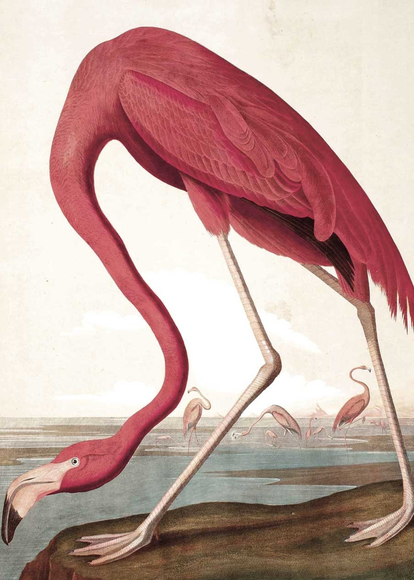 Behangpaneel Flamingo, 142.5 x 180 cm