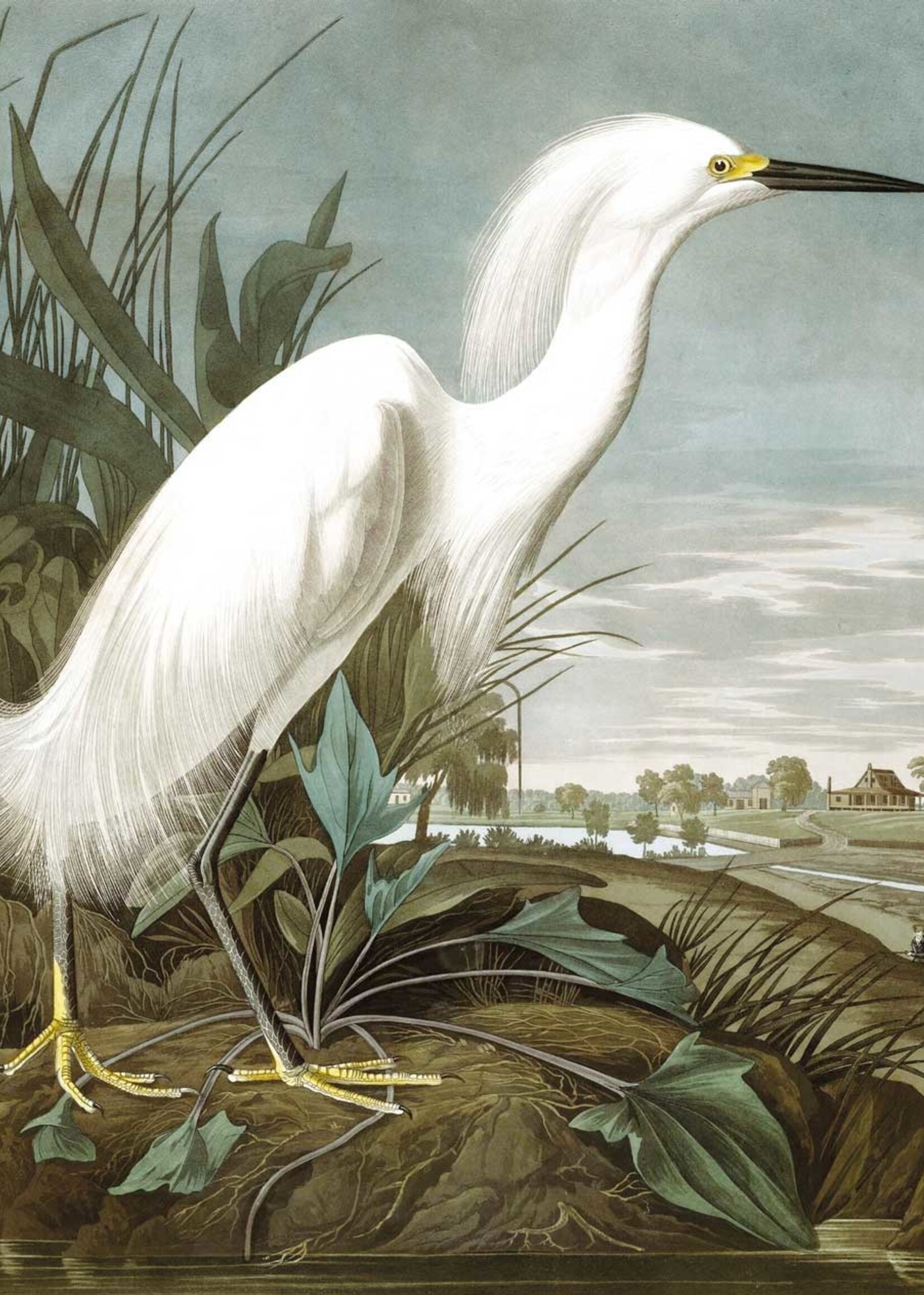 Tapetenpaneel Snowy Heron, 142.5 x 180 cm