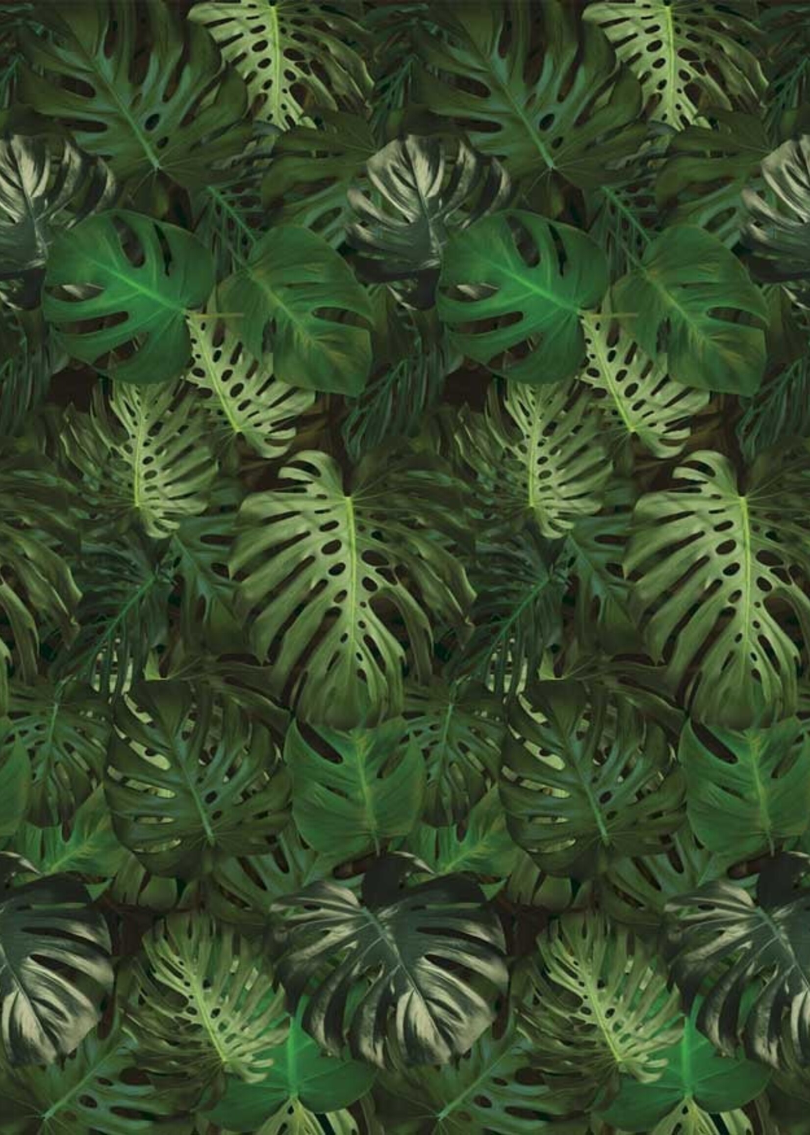 Bladeren behang Monstera, 97.4 x 280 cm