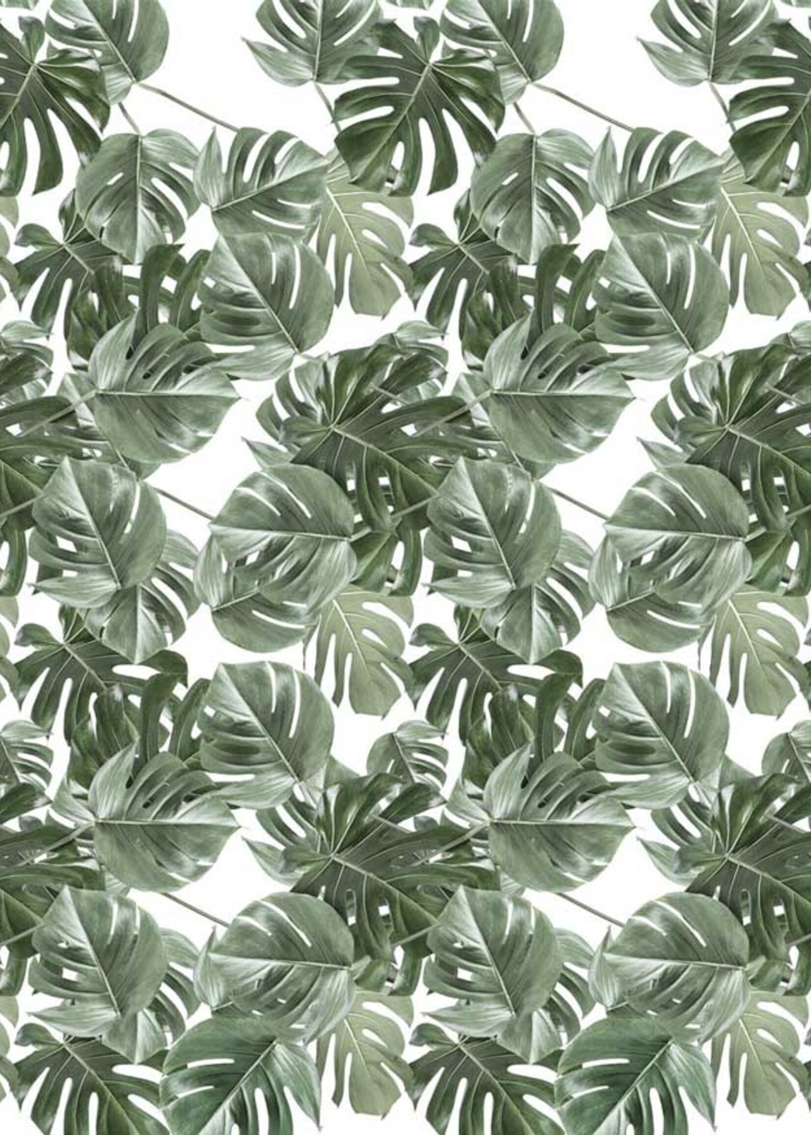 Bladeren behang Monstera, 97.4 x 280 cm